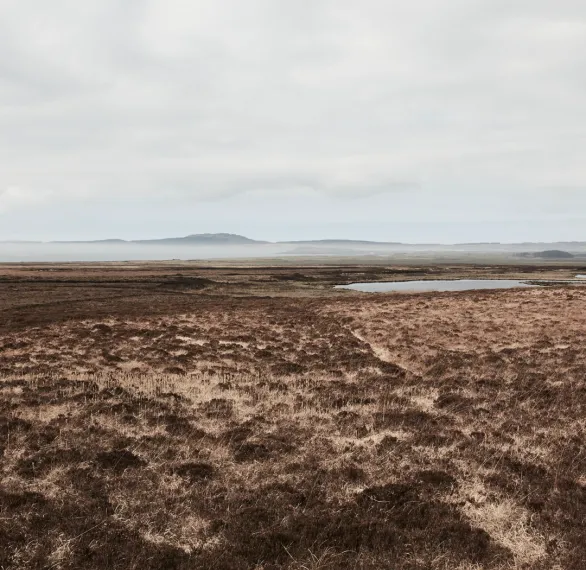 Peatland-7