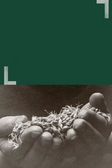 Collage of a green background and a picture of a man holding grains in his hands with a sepia filter for a vintage feel of Laphroaig's whisky heritage