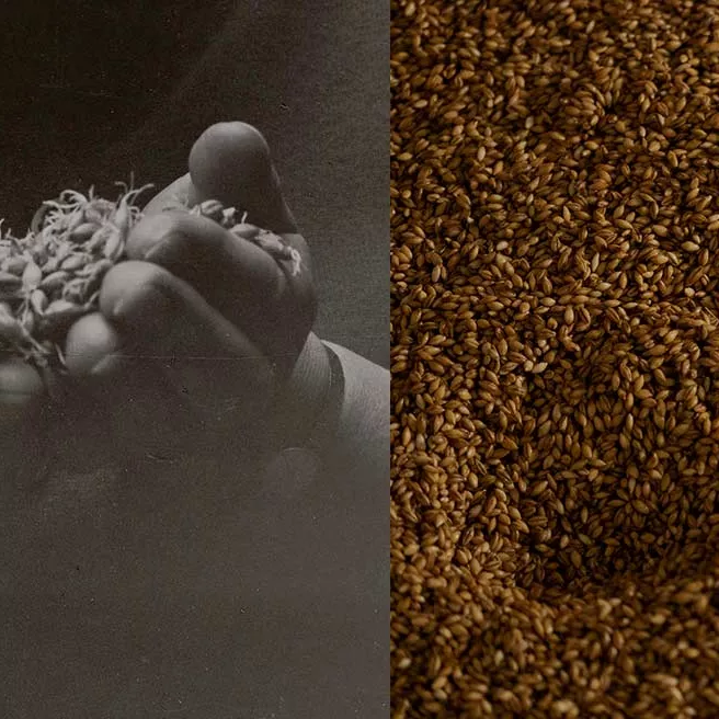 Two pictures for whisky heritage: on one, hands are holding grains, and on the second there is a footprint on a pile of grains