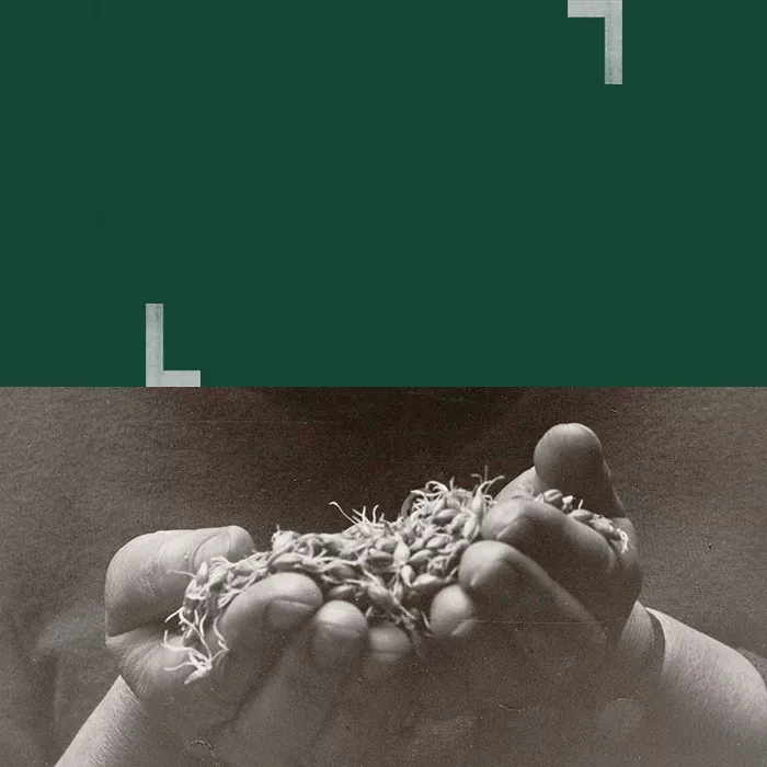 Collage of a green background and a picture of a man holding grains in his hands with a sepia filter for a vintage feel of Laphroaig's whisky heritage