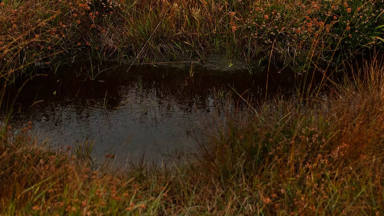 Laphroaig day tour scottish pond
