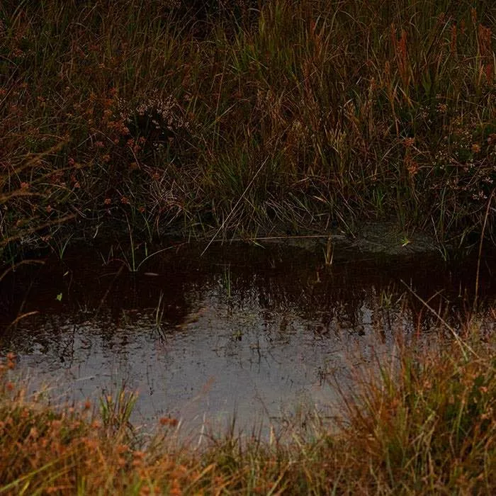 Laphroaig day tour scottish pond