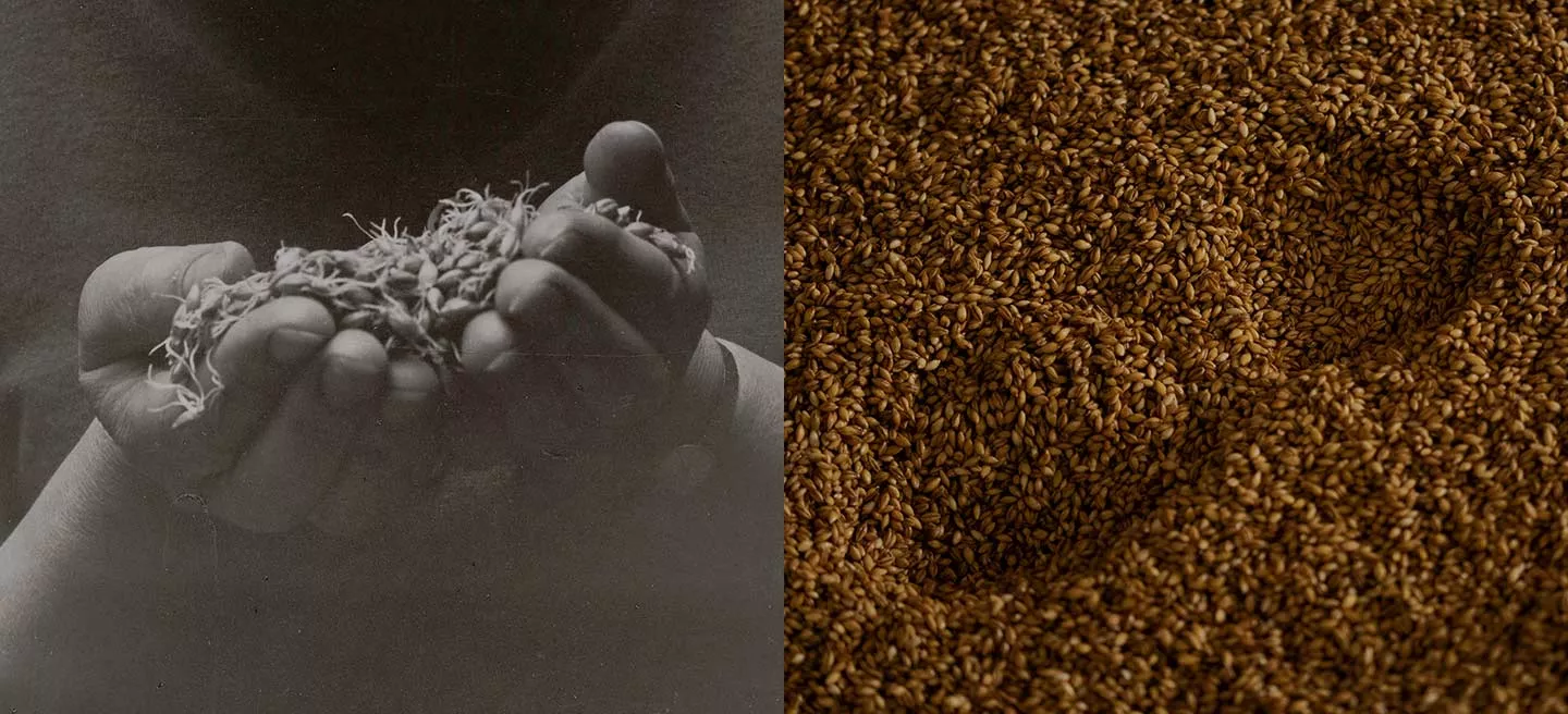 Two pictures for whisky heritage: on one, hands are holding grains, and on the second there is a footprint on a pile of grains