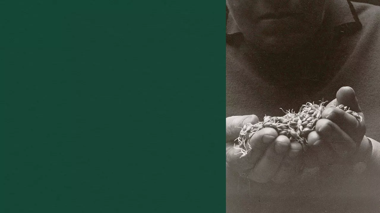 Collage of a green background and a picture of a man holding grains in his hands with a sepia filter for a vintage feel of Laphroaig's whisky heritage