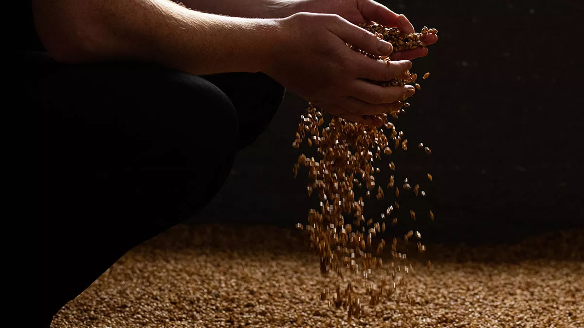 Malting barley being turned by hand