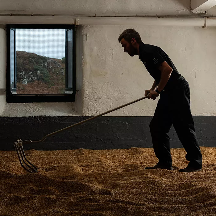 laphroaig malt floor being raked