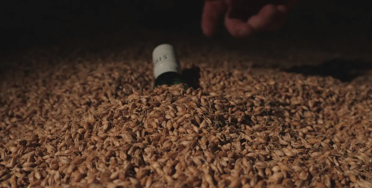 Sherry Oak Laphroaig bottle hidden in the floor malts at Laphroaig Distillery