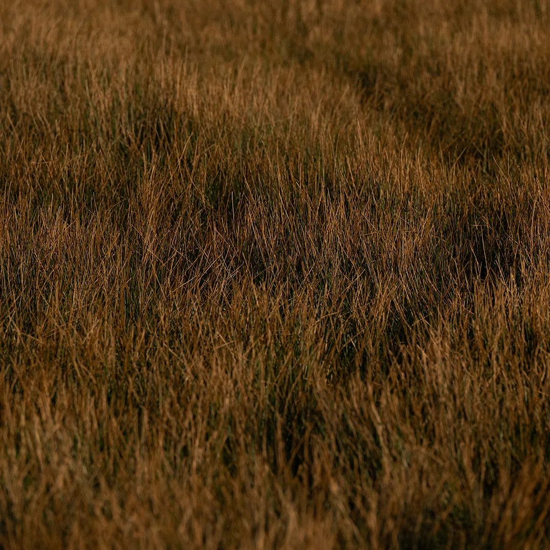 FOL Fields