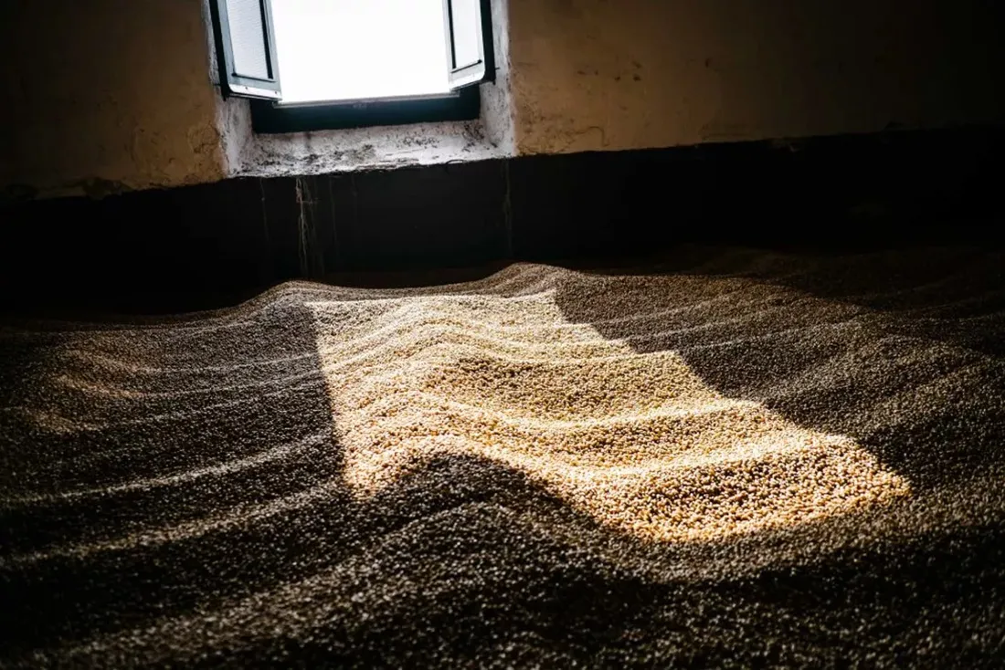 Malted Barley Floor Natural Light Distillery Interior Texture Laphroaig