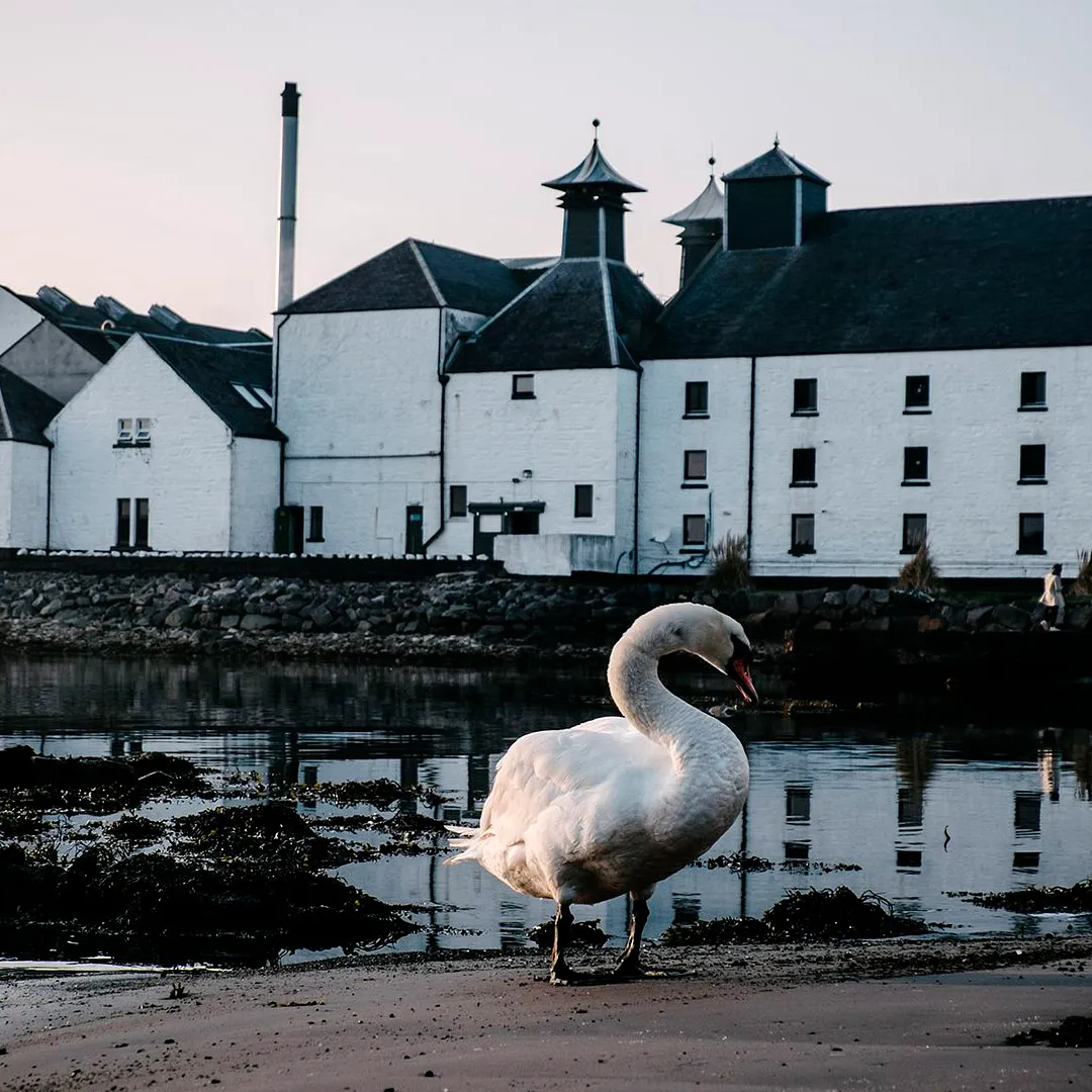 Distillery Swan